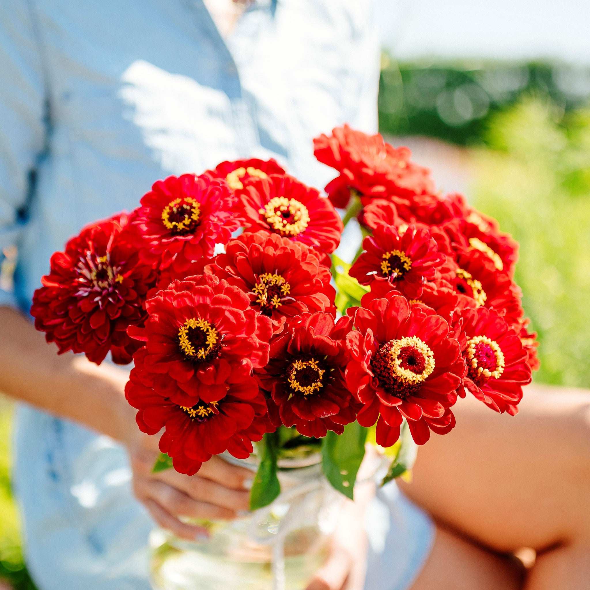 Zinnia Seeds - Meteor