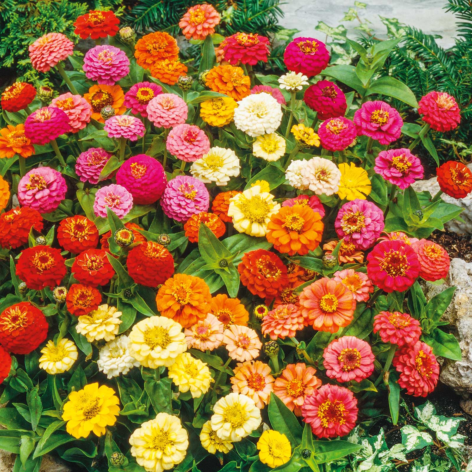 Organic Zinnia Seeds - Thumbelina