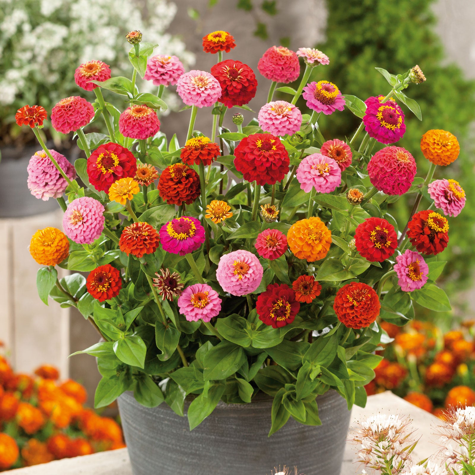Organic Zinnia Seeds - Thumbelina