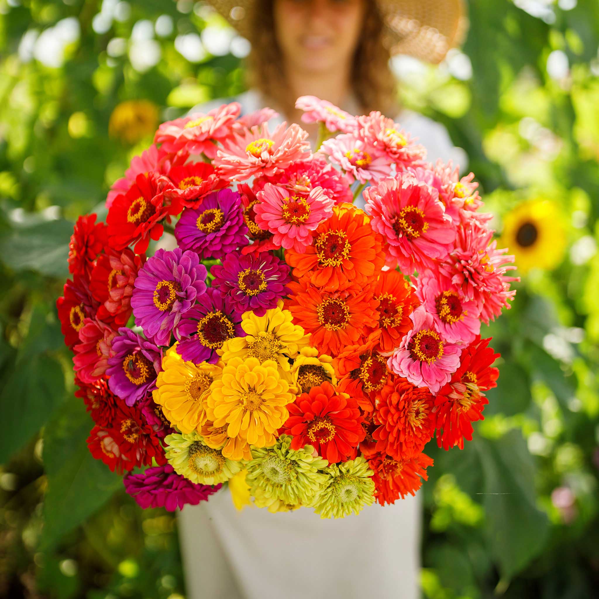 Zinnia Seeds - Over the Rainbow Mix