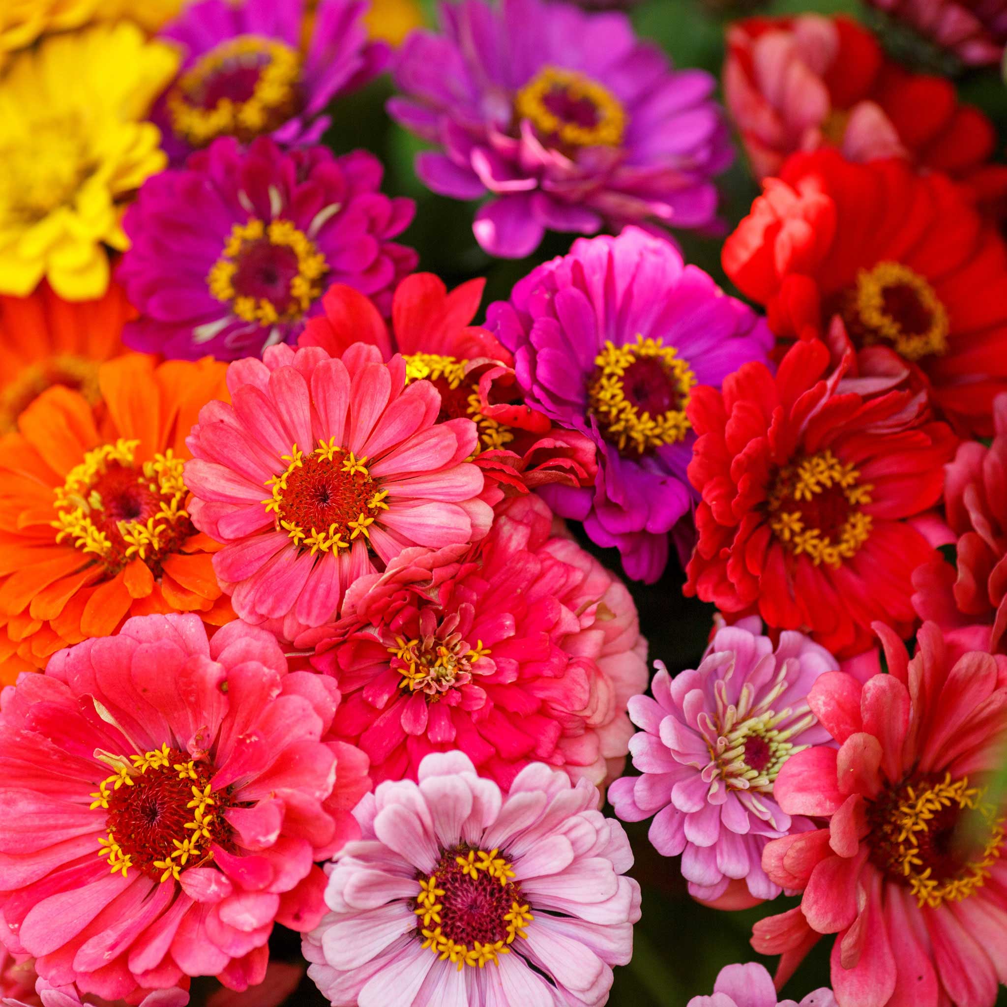 Zinnia Seeds - Over the Rainbow Mix