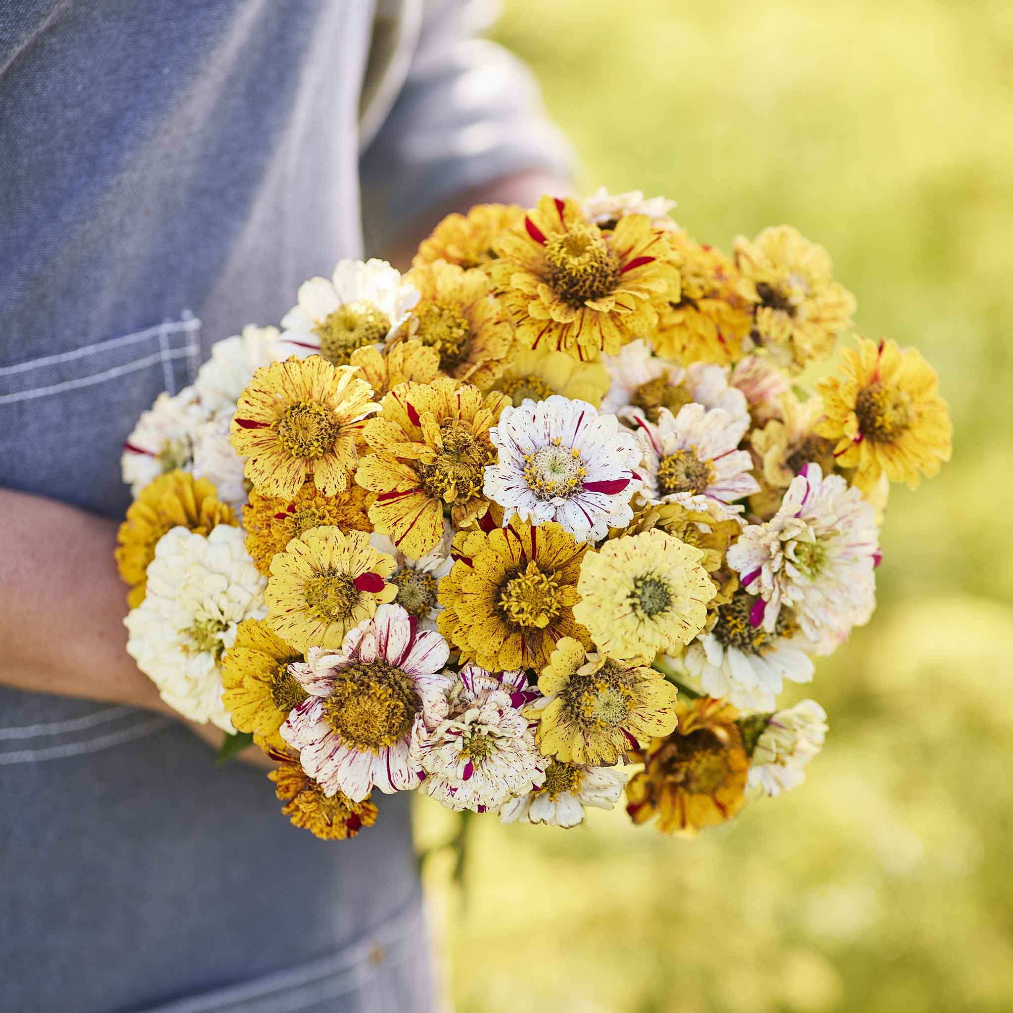 Zinnia Seeds - Peppermint Stick Mixed