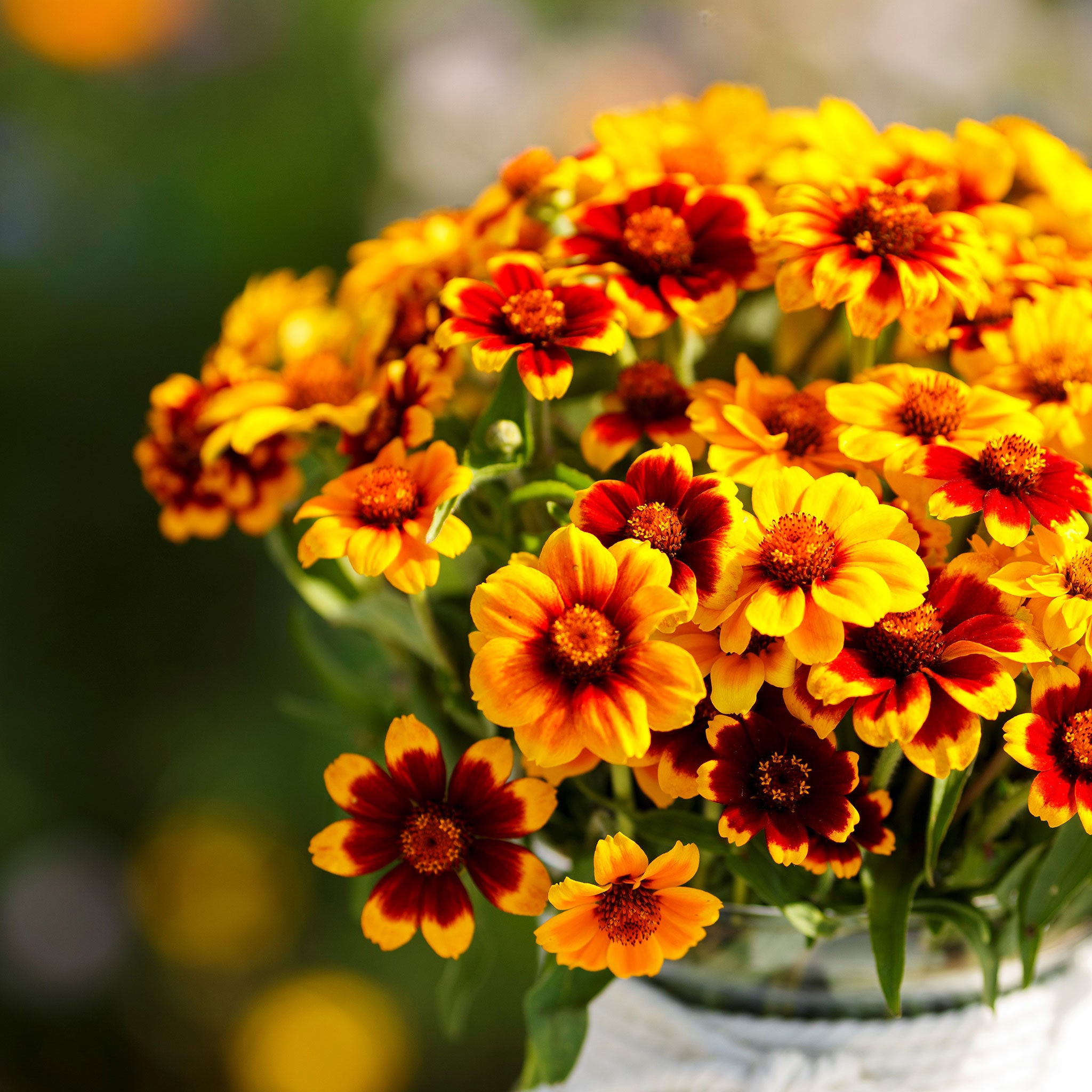 Mexican Zinnia Seeds - Persian Carpet
