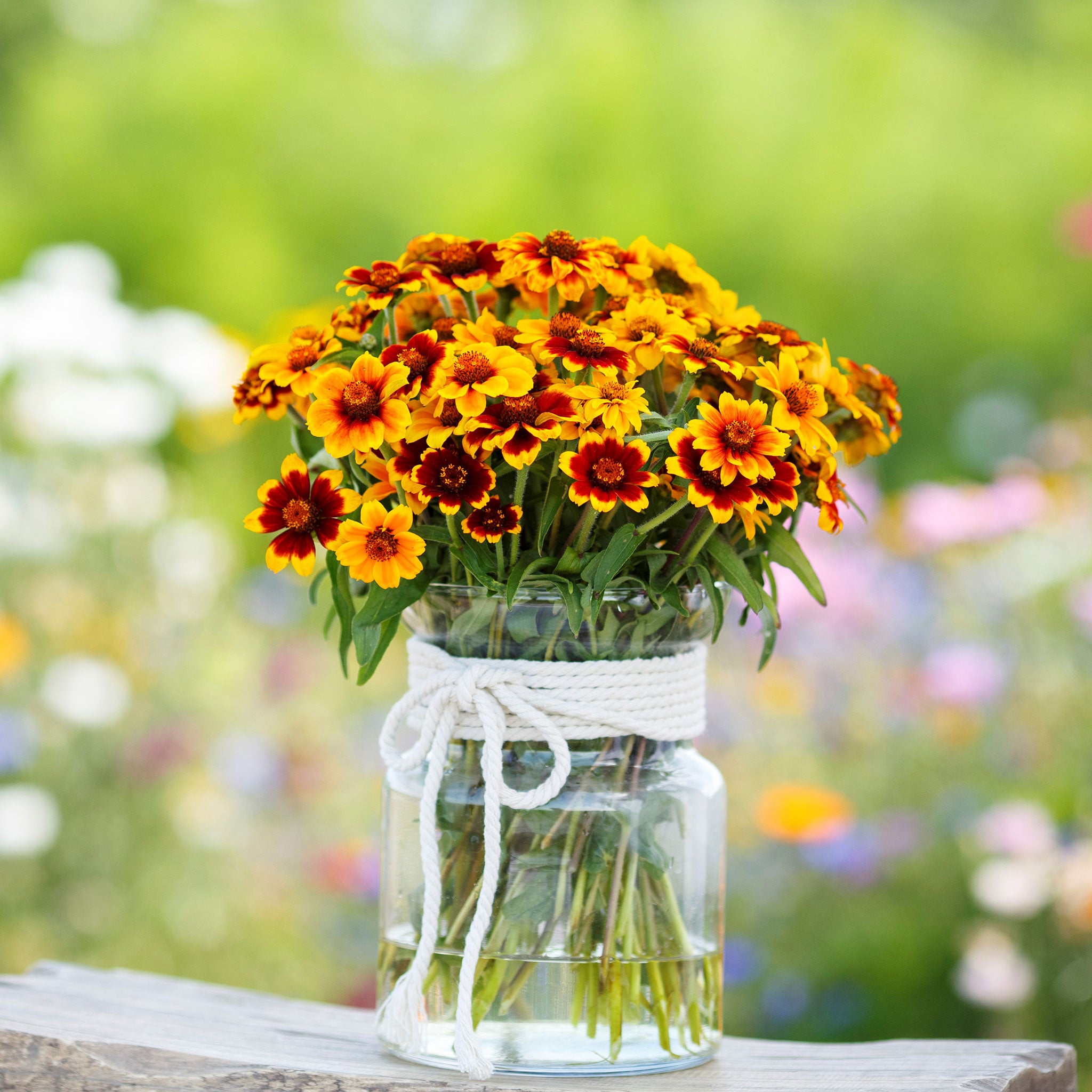 Mexican Zinnia Seeds - Persian Carpet