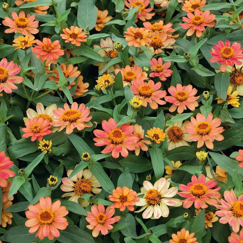 Zinnia Seeds - Profusion Apricot