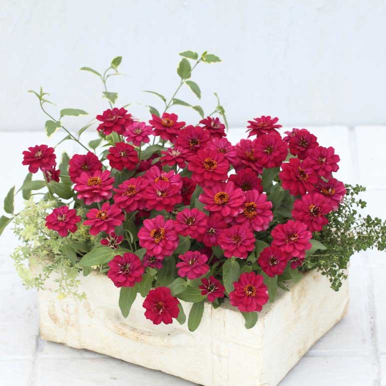 Zinnia Seeds - Profusion Double Hot Cherry
