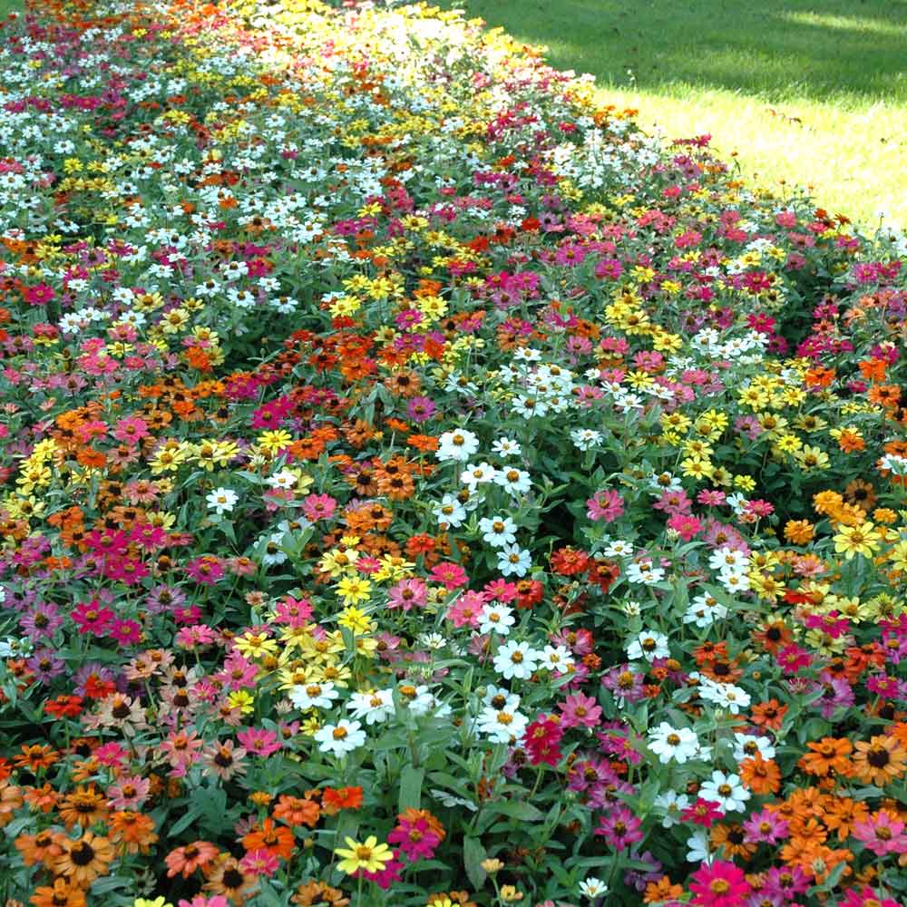 Zinnia Seeds - Profusion Mix