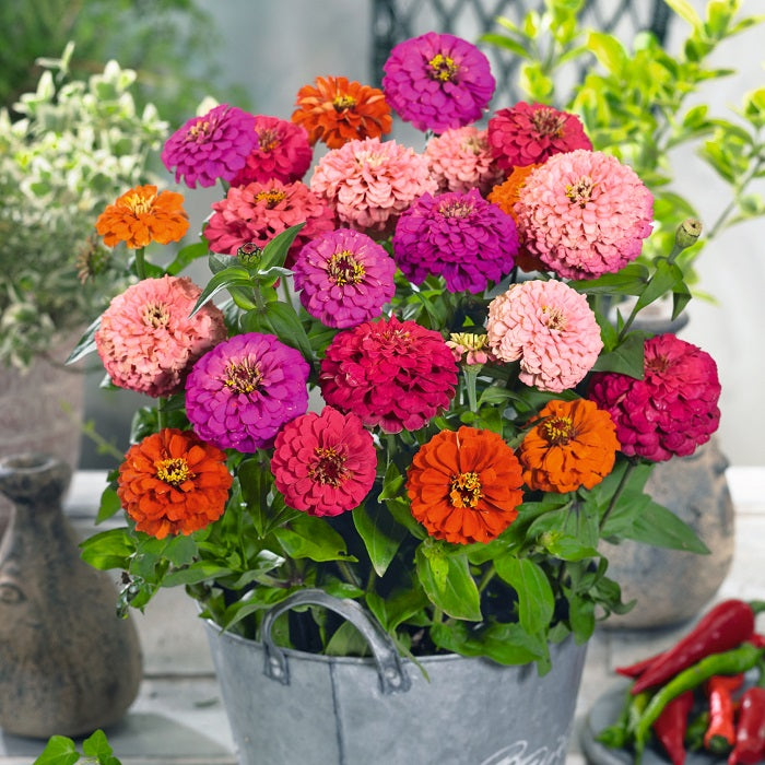 Zinnia Seeds - Pulcino Mix