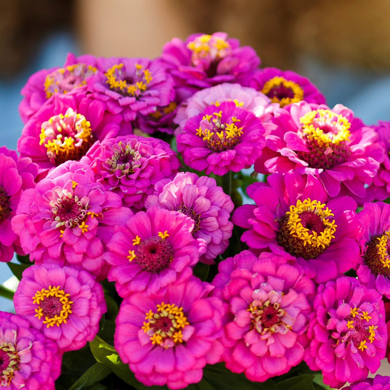 Zinnia Seeds - Pumila Violet