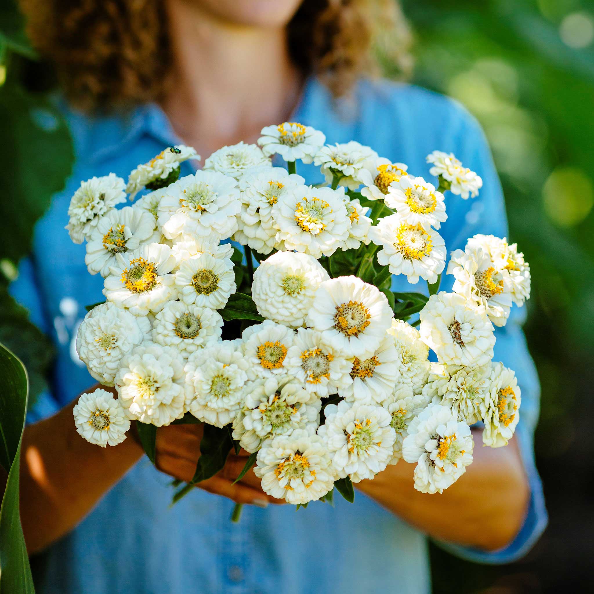 Zinnia Seeds - Pumila White