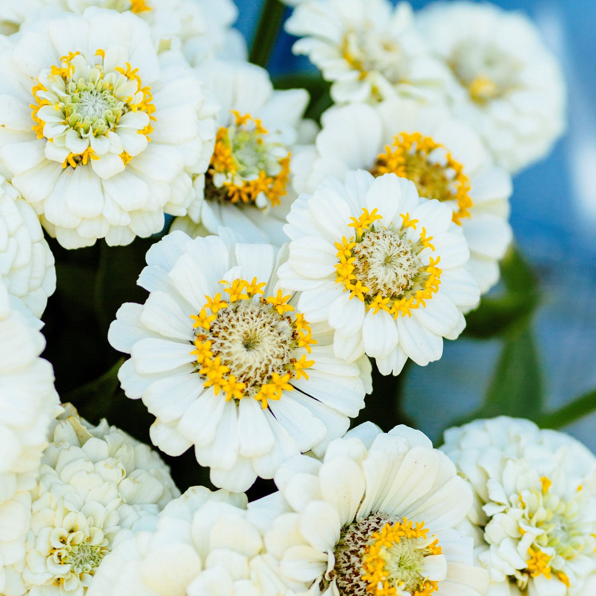 Zinnia Seeds - Pumila White
