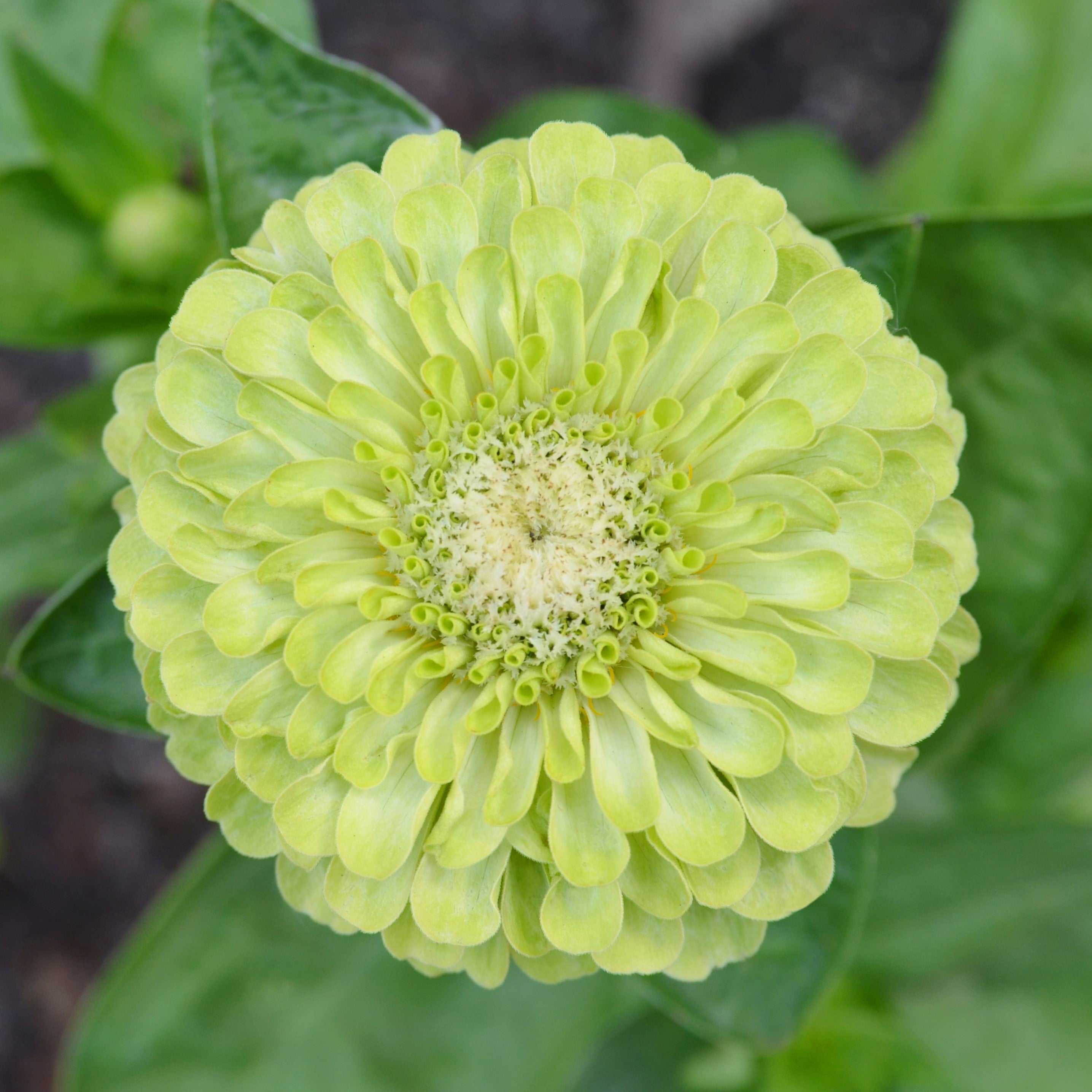 Zinnia Seeds - Queen Lime