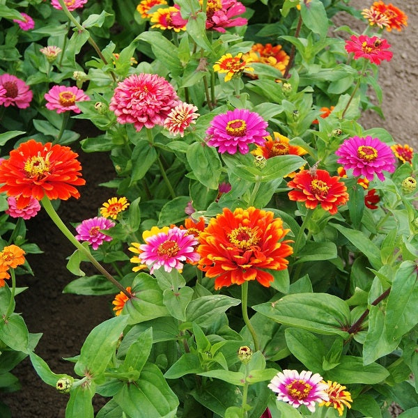 Zinnia Seeds - Swirls Mixed