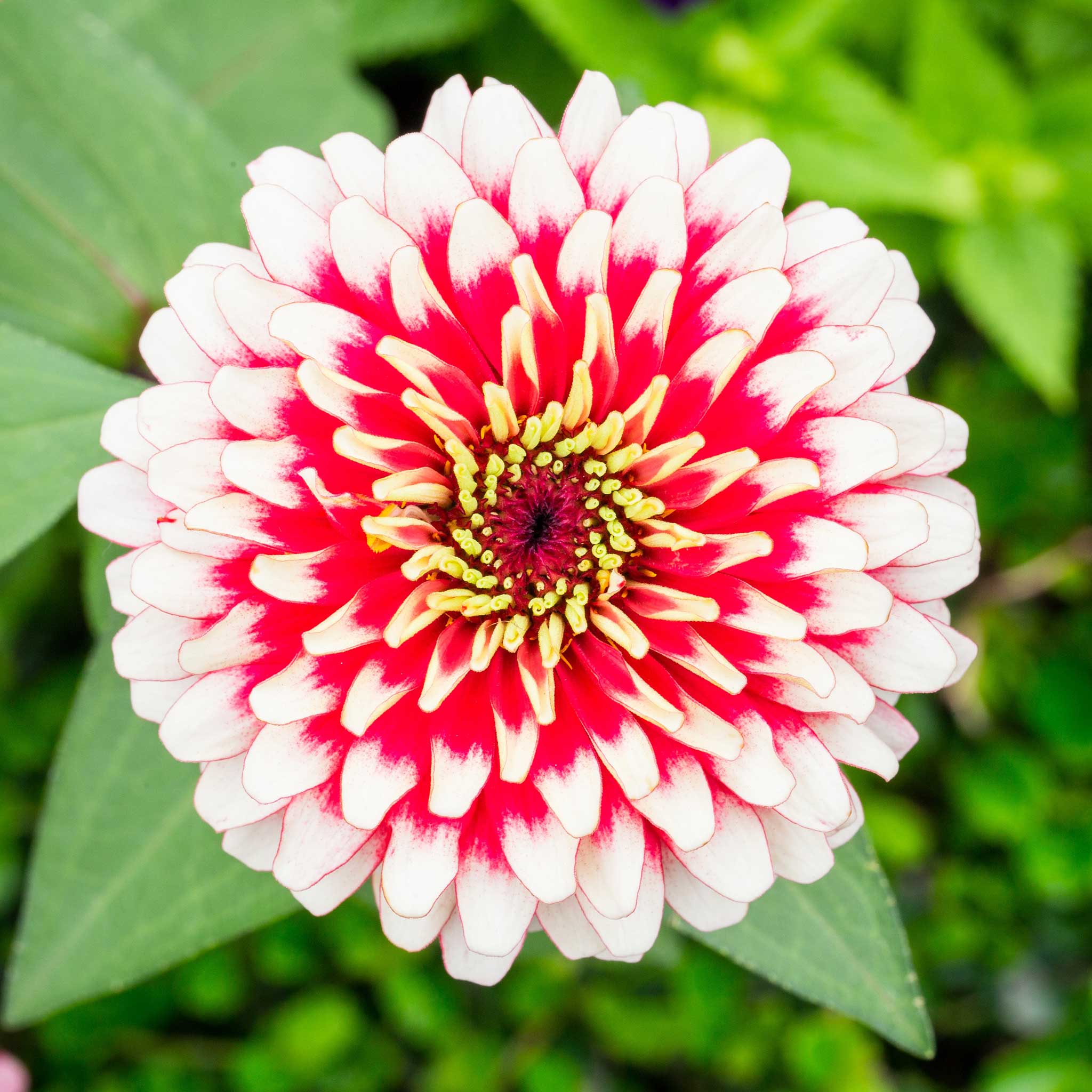 Zinnia Seeds - Swizzle Cherry & Ivory