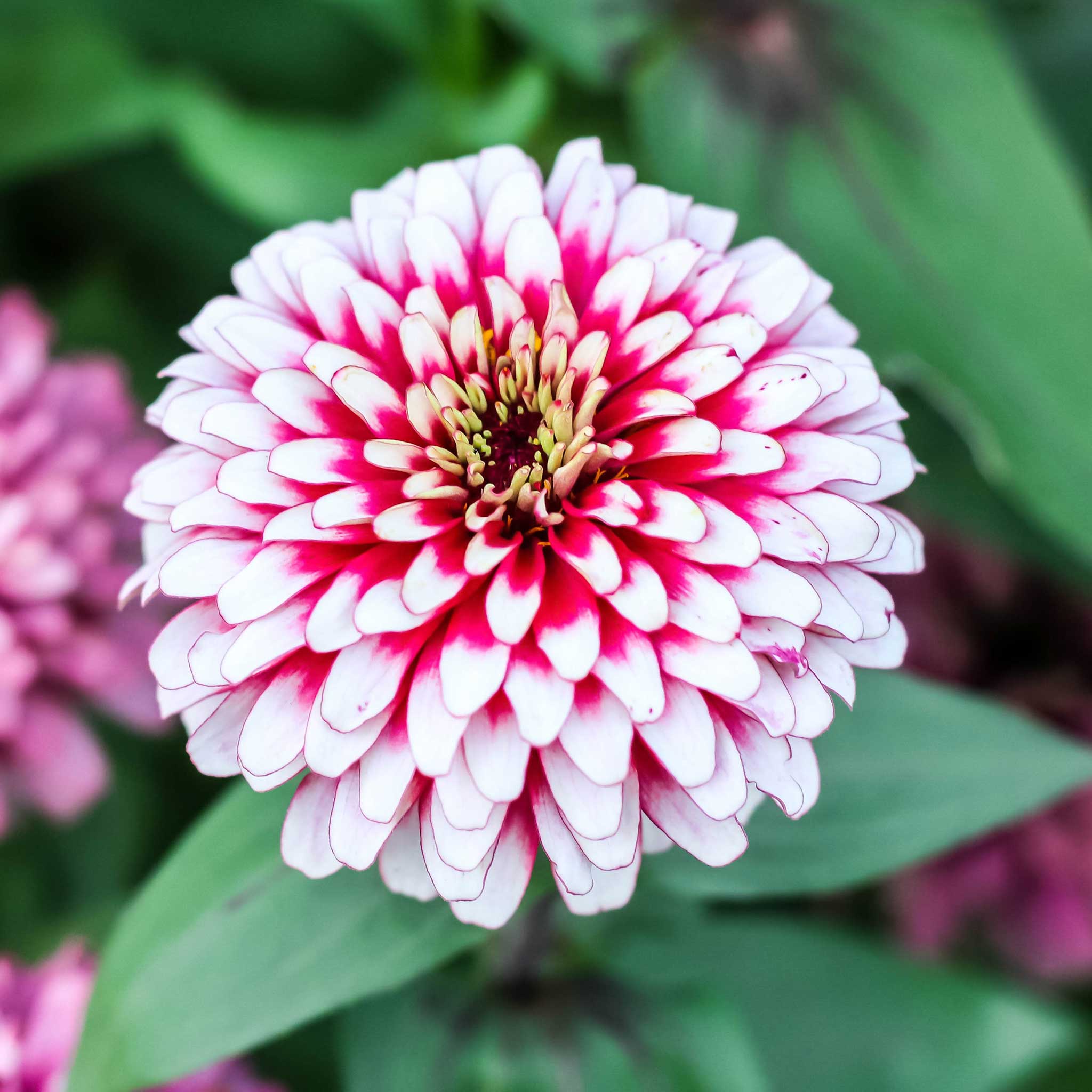 Zinnia Seeds - Swizzle Cherry & Ivory