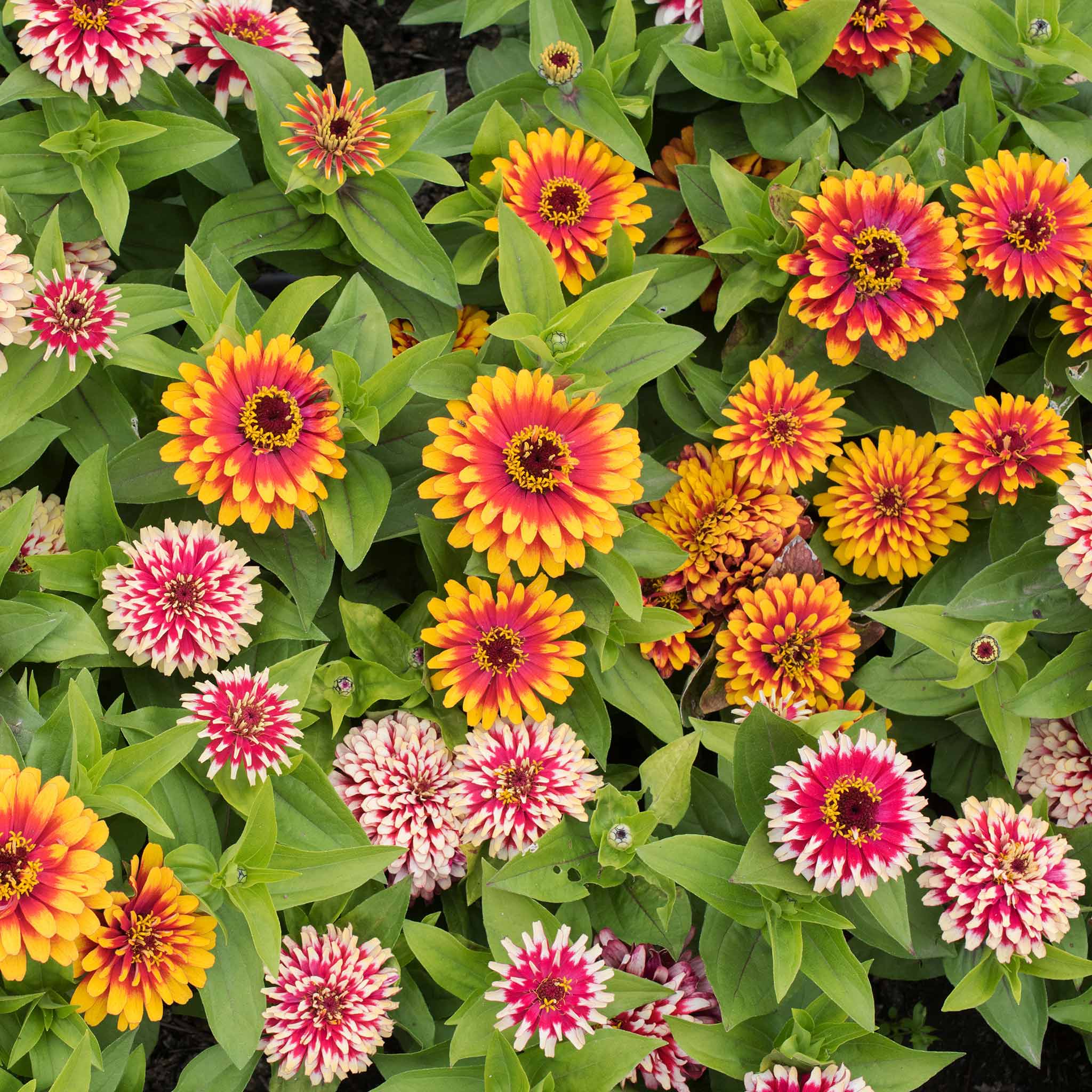 Zinnia Seeds - Swizzle Mix