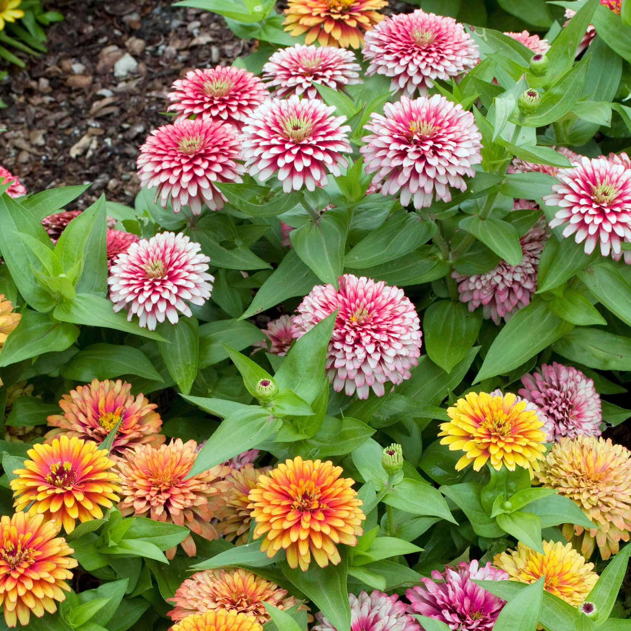 Zinnia Seeds - Swizzle Mix