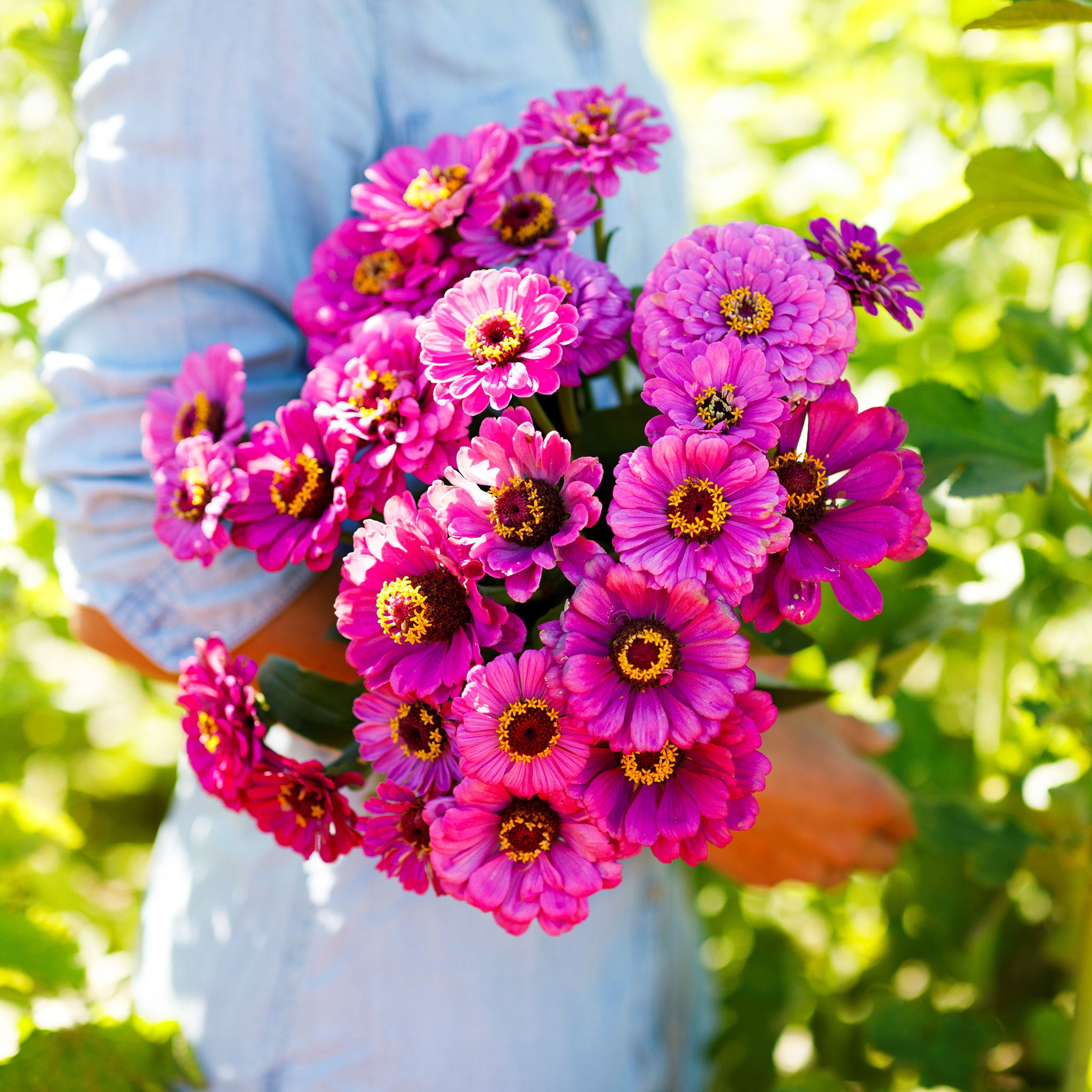 Zinnia Seeds - Violet Queen