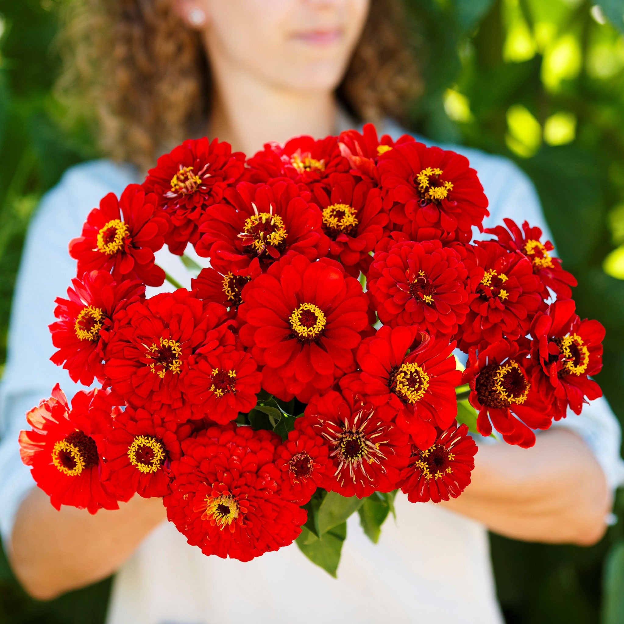 Zinnia Seeds - Will Rogers