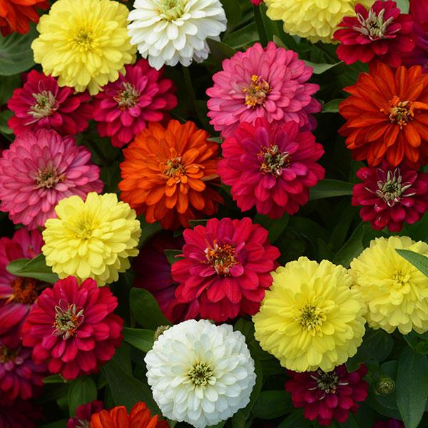 Zinnia Seeds - Zahara Double Mix Brilliant