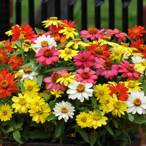 Zinnia Seeds - Zahara Single Mix