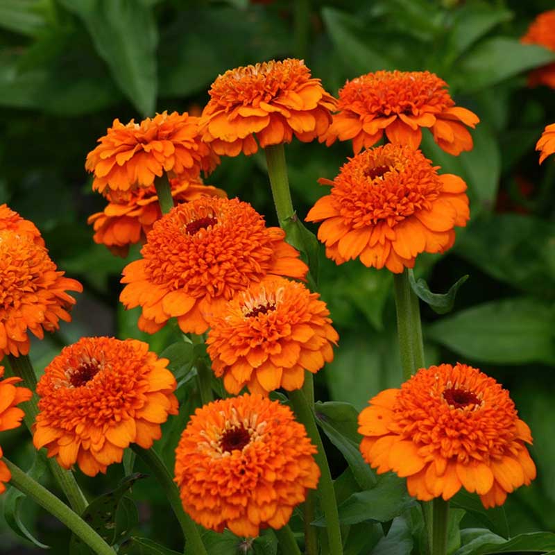 Zinnia Seeds - Zinderella Orange