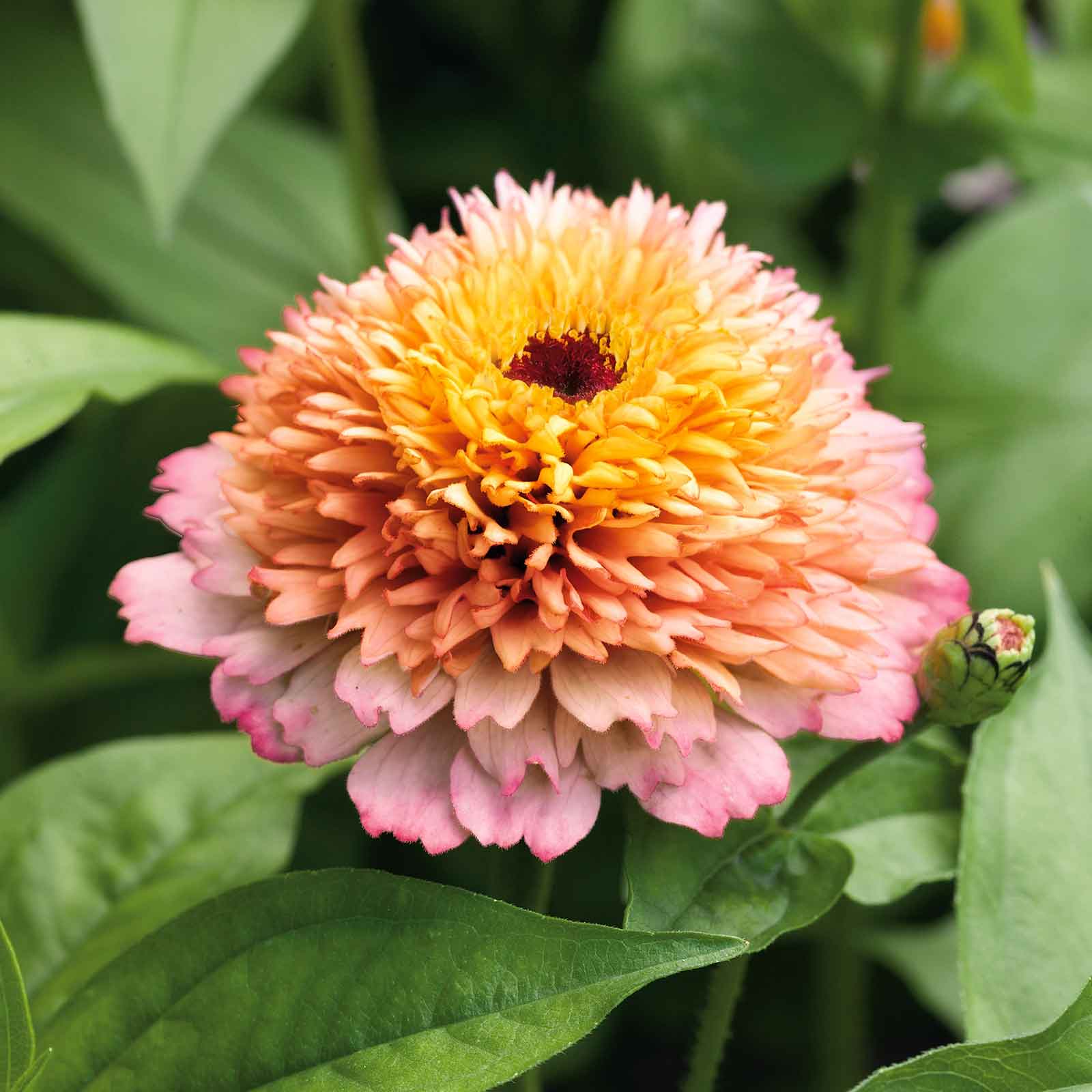 Zinnia Seeds - Zinderella Peach